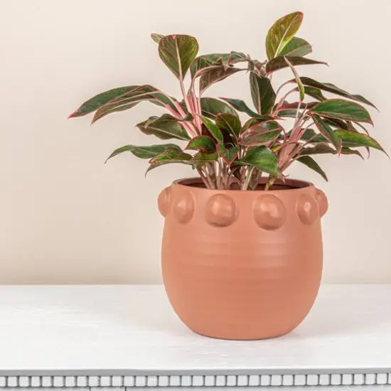 Hello Honey&reg; 10.5" Matte Terra Cotta Raised Dots Terra Cotta Planter {3}