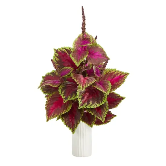 2ft. Coleus Plant in White Planter {1}