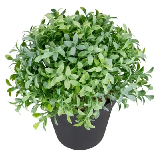 7.5" Potted Green Boxwood Plant {4}