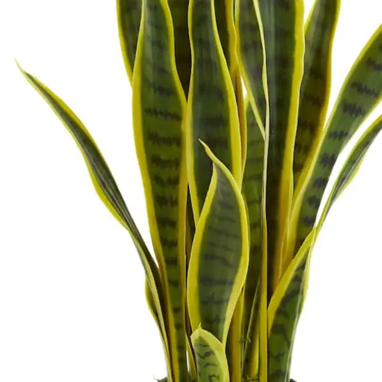 26in. Potted Sansevieria Plant {3}