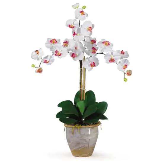 Triple Phalaenopsis Orchid Flower Arrangement In Ceramic Vase White {1}