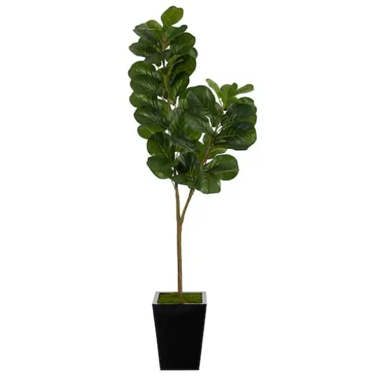 5.5ft. Fiddle Leaf Fig Tree in Black Metal Planter {1}