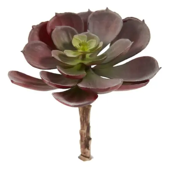 Green & Burgundy Echeveria Succulent, 12ct. {3}