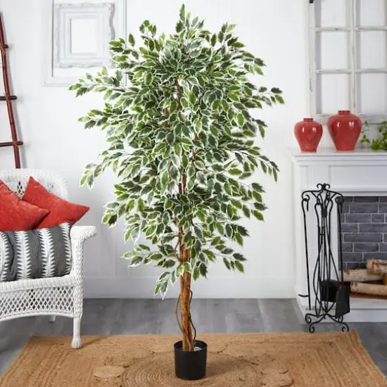 6ft. Potted Hawaiian Ficus Tree {5}