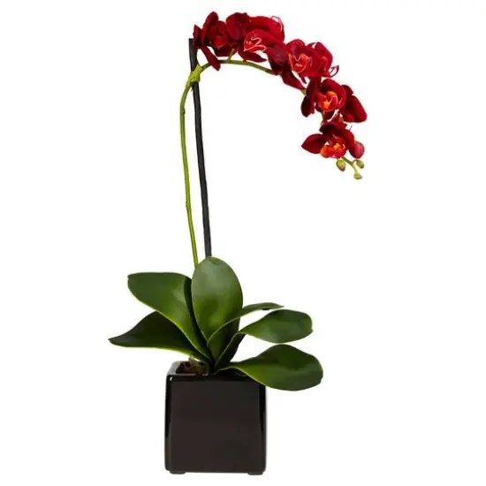 20" Orchid Arrangement in Black Planter {1}