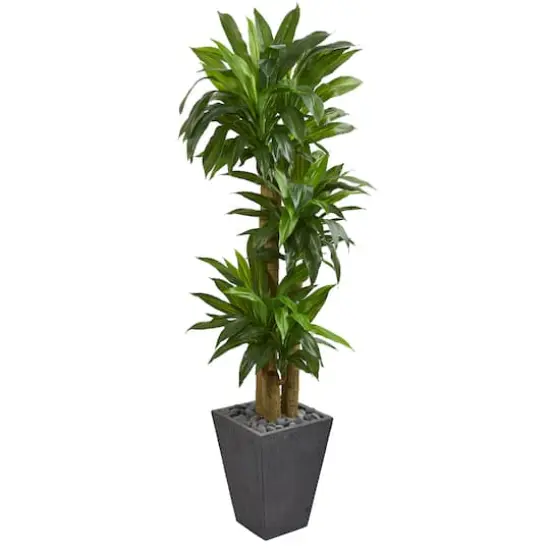 5.5ft. Cornstalk Dracaena Tree In Slate Planter {1}
