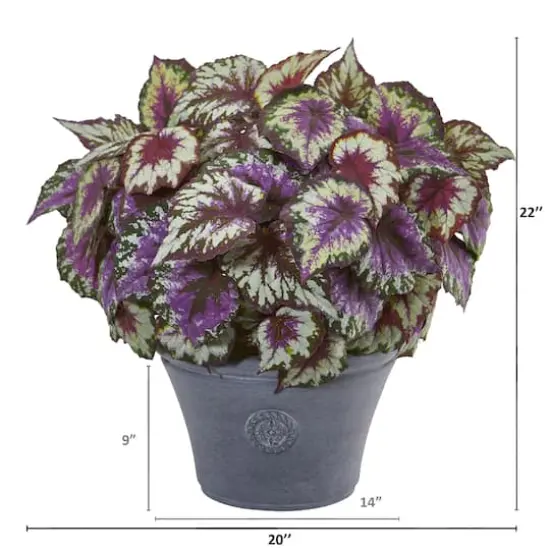 22" Purple Begonia in Gray Planter {3}