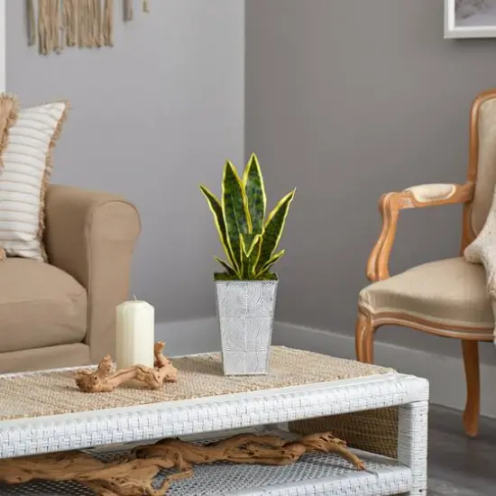 18" Snake Plant in Embossed White Planter {5}