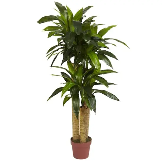 4ft. Corn Stalk Dracaena Silk Plant {1}