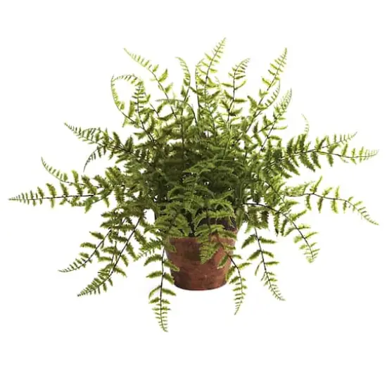 12" Fern in Decorative Planter, 2ct. {3}