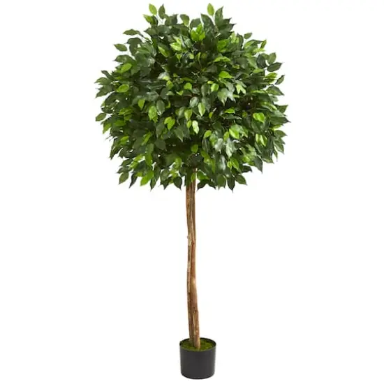 5.5ft. Potted Ficus Tree {1}