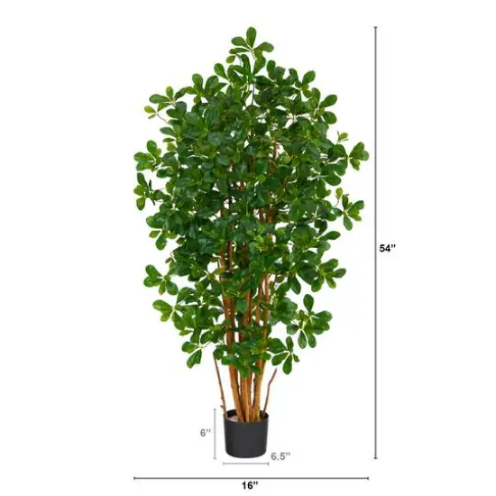 4.5ft. Potted Black Olive Tree {3}