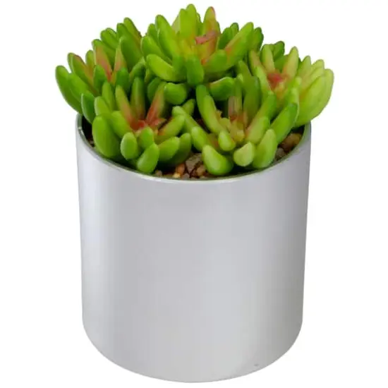 4.75" Potted Green Sedum Succulent {4}