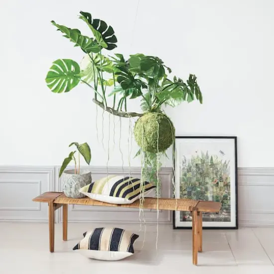 Hello Honey&reg; 51" Lush Green Hanging Monstera Kokedama {4}