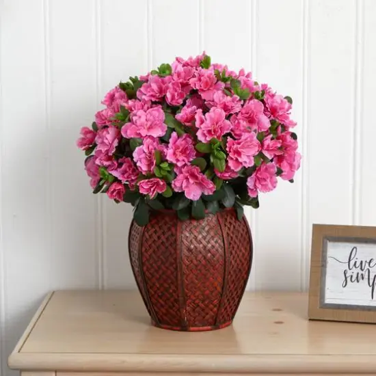 20" Azalea Plant with Vase {3}