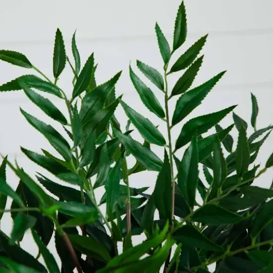 19" Palmate Fern Arrangement in Glass Vase {9}