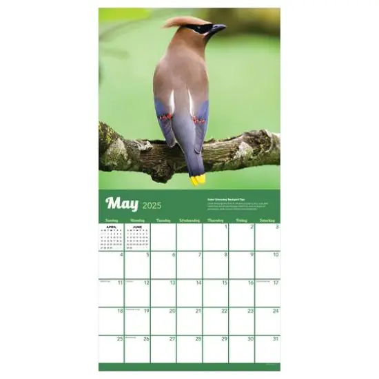 TF Publishing 2025 Backyard Birds Wall Calendar {6}