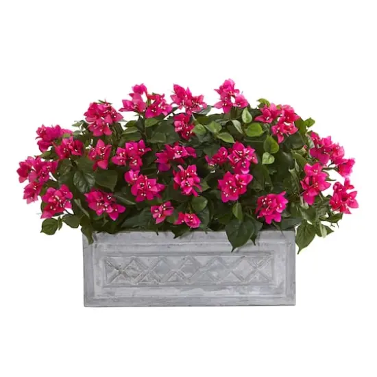 2.5ft. Pink Bougainvillea in Stone Planter {1}