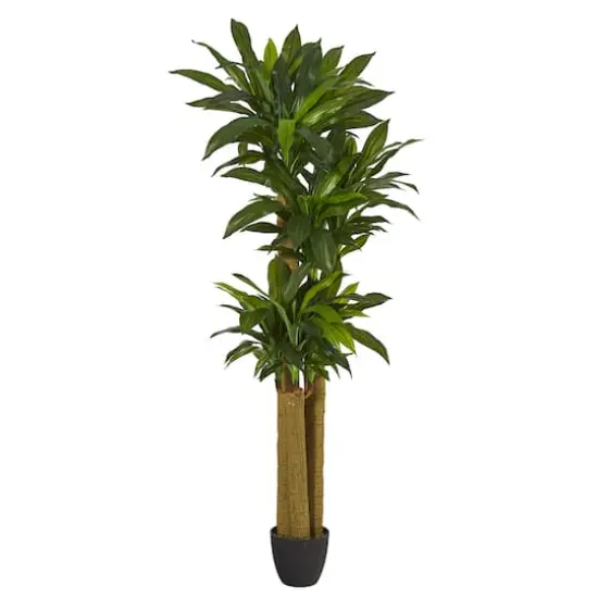 6ft. Potted Corn Stalk Dracaena {1}