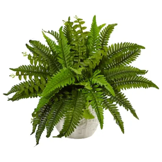 14" Boston Fern In White Planter {1}