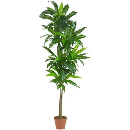 6ft. Potted Dracaena Plant {1}