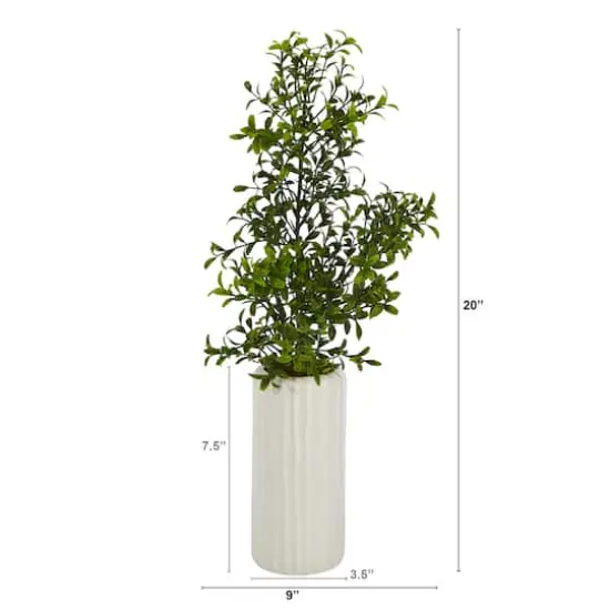 20'' Boxwood Plant in White Planter {3}