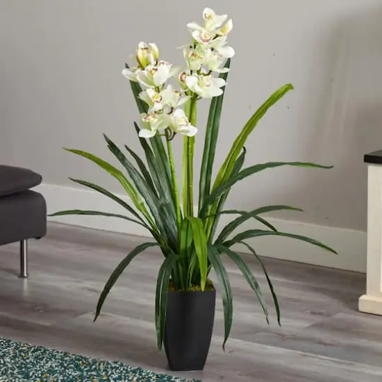 3ft. Boat Orchid Plant in Planter {3}