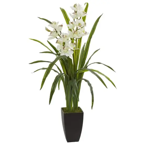3ft. Boat Orchid Plant in Planter {1}