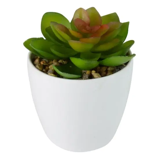 4" Green Succulent in White Pot {3}