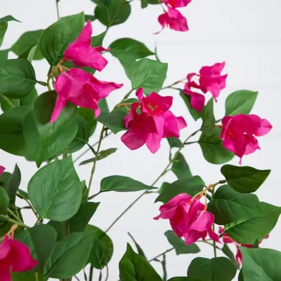 6ft. Potted Pink Minimalist Bougainvillea Tree {4}