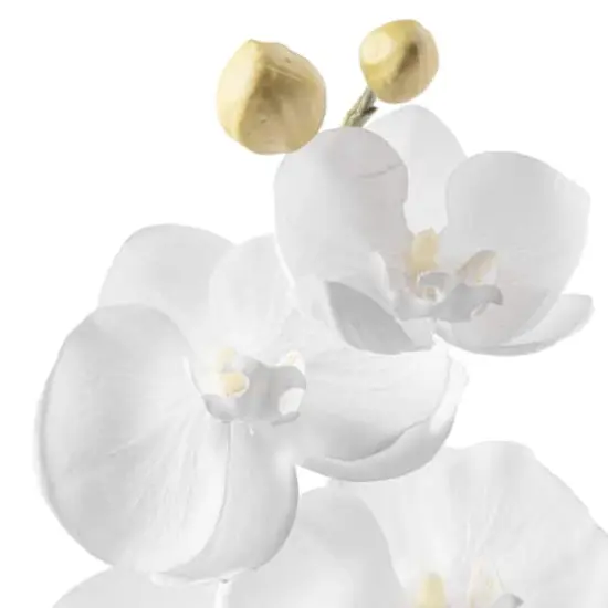 Phaleanopsis Orchid by Ashland&reg; {4}