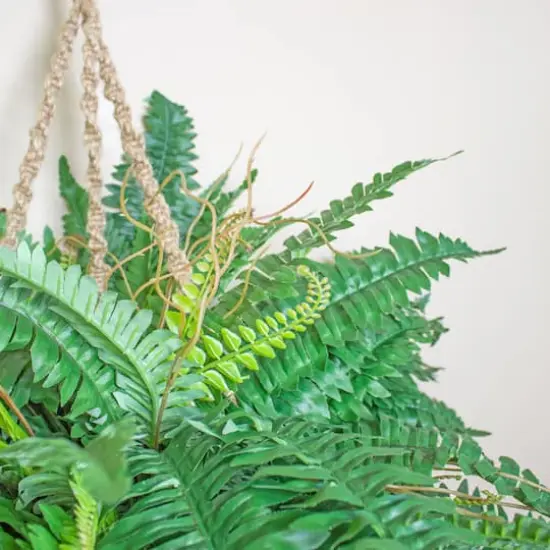 29" Boston Fern in Hanging Basket {3}