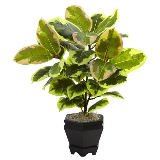 22in. Variegated Rubber Leaf Plant in Wood Planter {1}