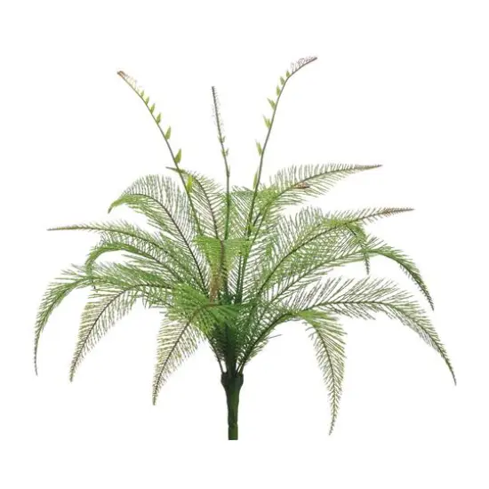 Duchess Fern Bush with Leaves  {1}