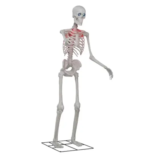 8ft. Skeleton by Ashland® {3}