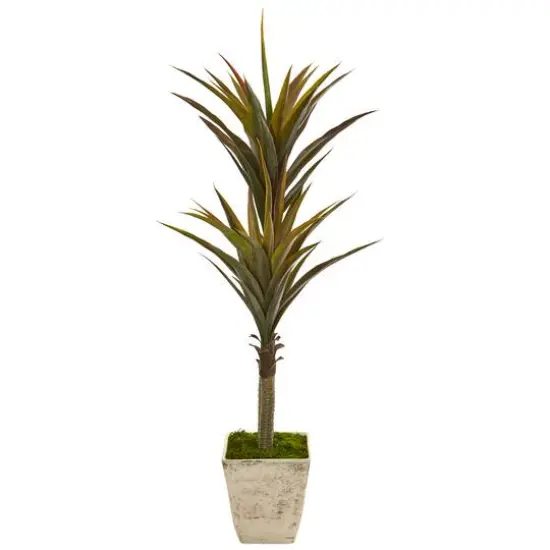 5ft. Green Yucca Tree in Country White Planter {1}