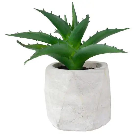 6" Green Aloe Succulent in Cement Pot {1}