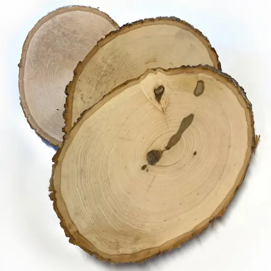 Wilson&reg; Enterprises 30 Pack Medium Basswood Plaque Seconds {3}