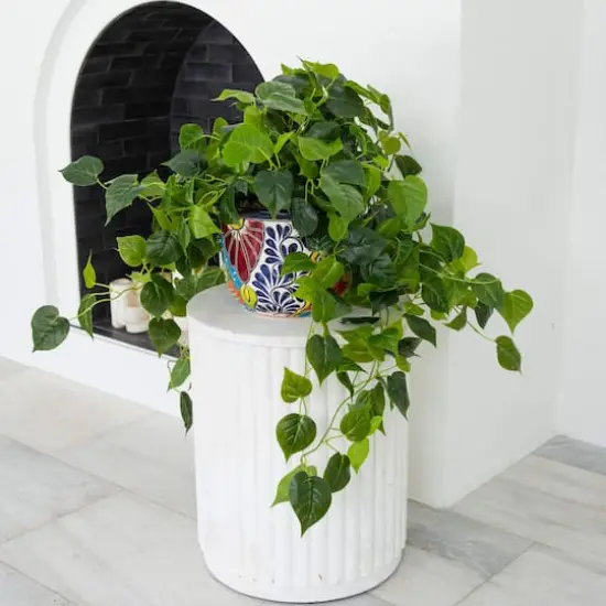 3.5ft. UV-Resistant Artificial Philodendron in Handmade Mexican Talavera Ceramic Planter {5}