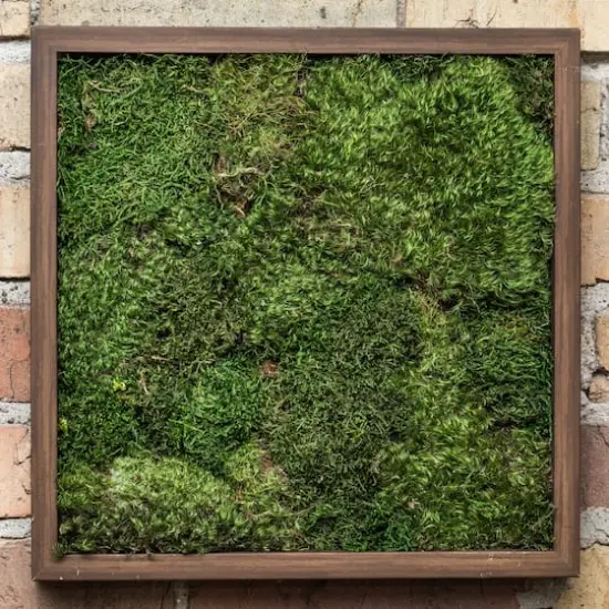Preserved Green Sheet Moss Bag {3}