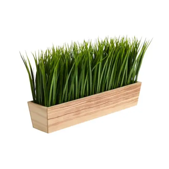 10" Vanilla Grass Plant in Decorative Planter {4}