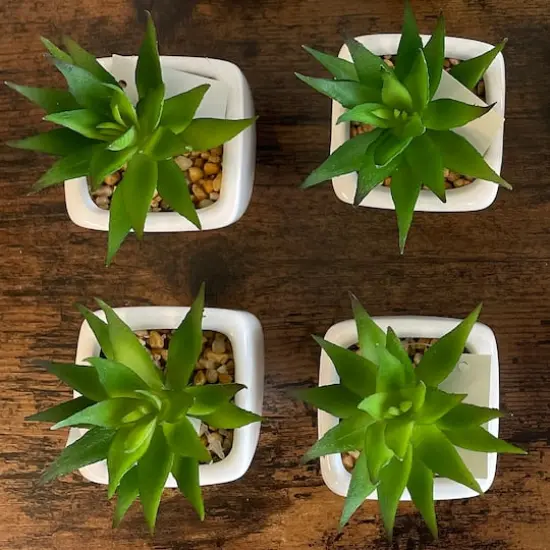 Minimalist Succulents in White Square Pot Set {4}