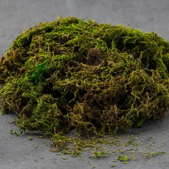 SuperMoss&reg; Preserved Forest Moss {6}