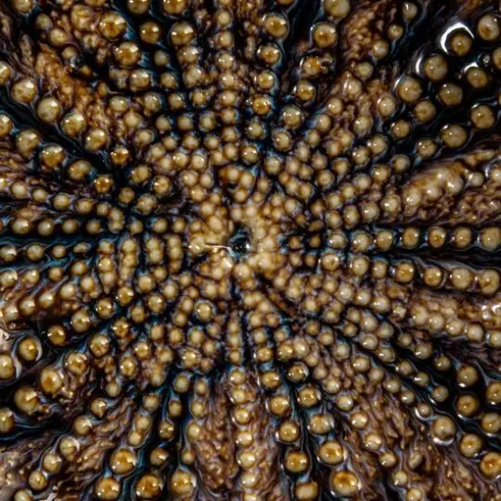 Hello Honey&reg; 6.25" Multicolor Embossed Dots Stoneware Dish Set {7}