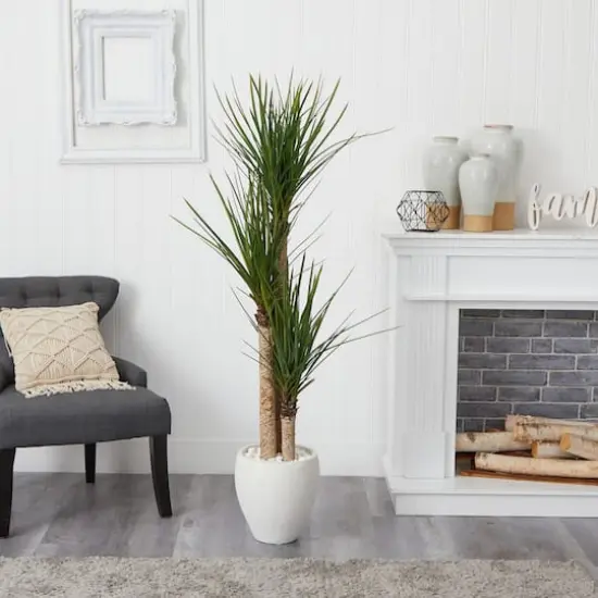 5.5ft. Yucca Tree with White Planter {4}