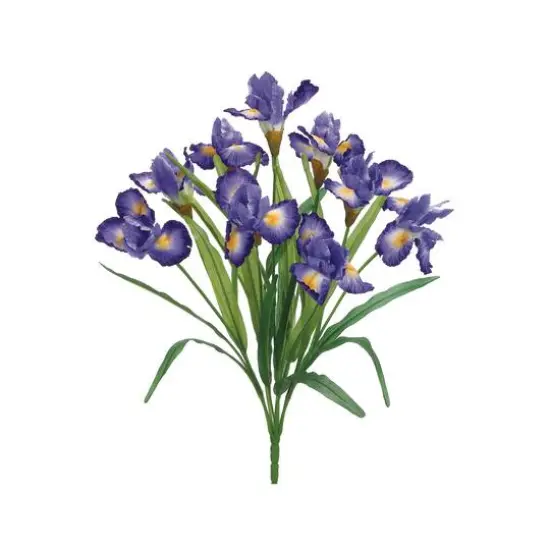 Two-Toned Violet Iris Bush {1}