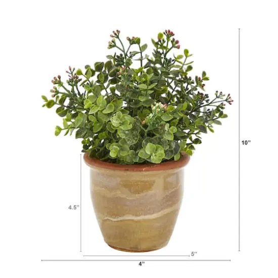 10" Eucalyptus & Sedum Succulent Plant in Ceramic Planter {3}