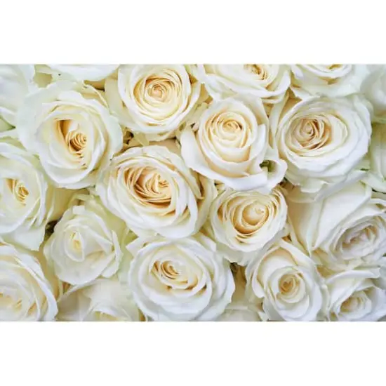 Dimex White Roses Wall Mural {1}