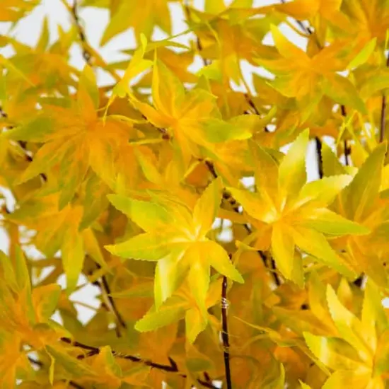 5ft. Pre-Lit Yellow Autumn Maple Artificial Fall Tree with 250 Warm White LED Lights {4}