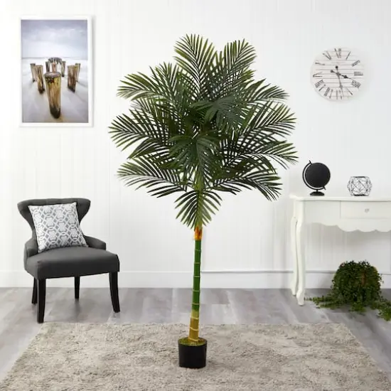 6ft. Potted Golden Cane Palm Tree {4}